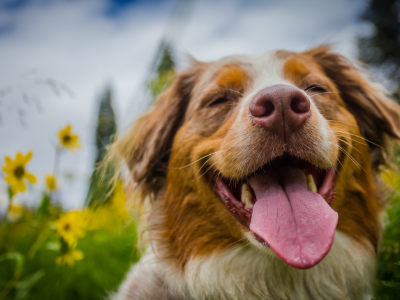 Why We Love Dogs